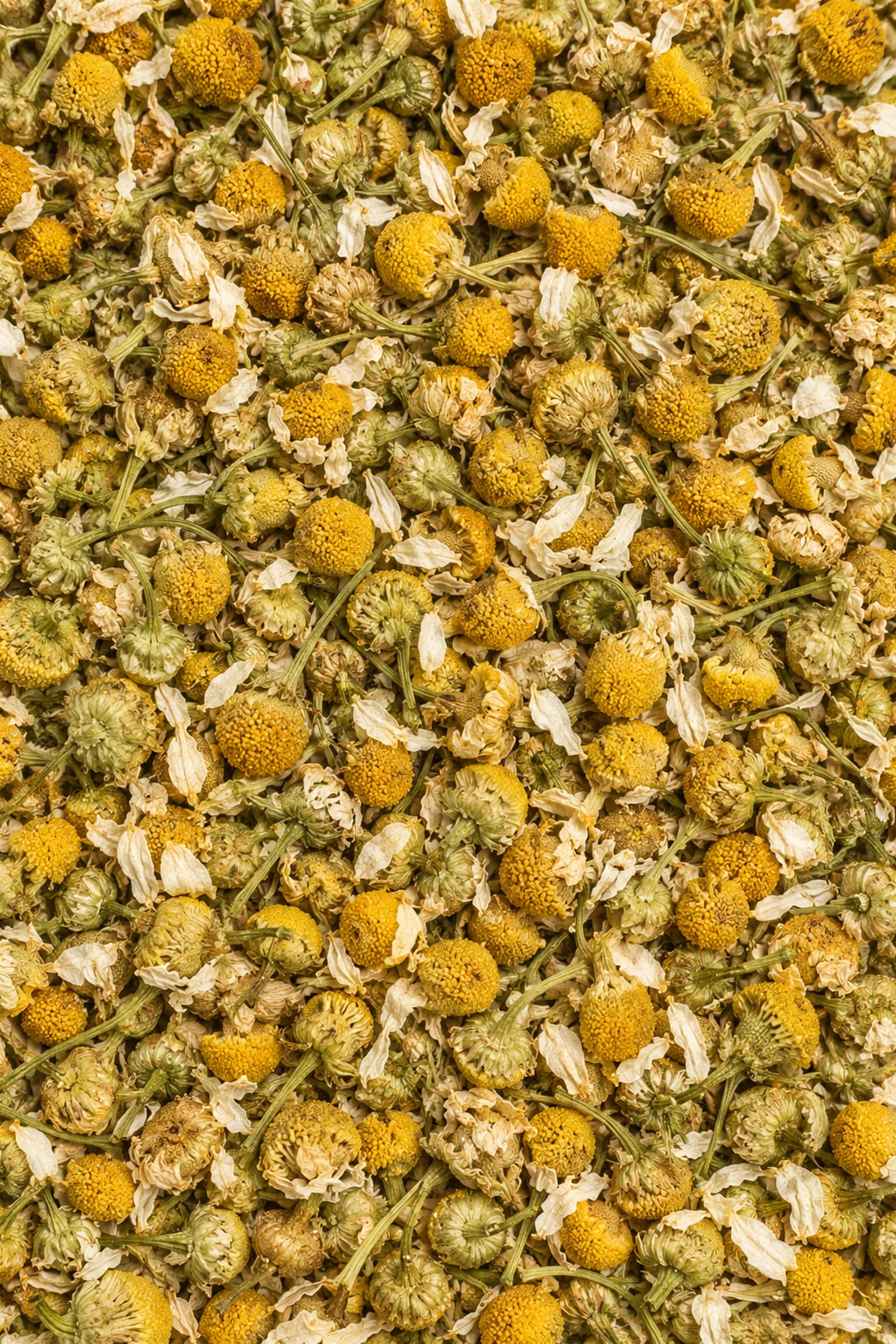 Fiori di camomilla