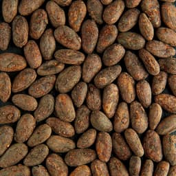 Fave di cacao