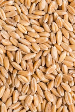 Farro in chicchi 500g