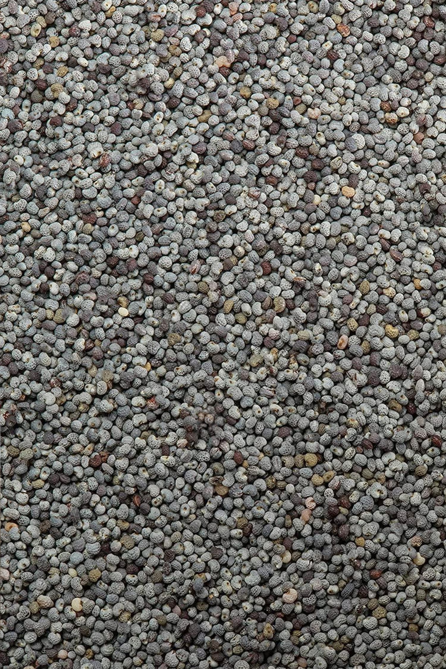 Semi di Papavero