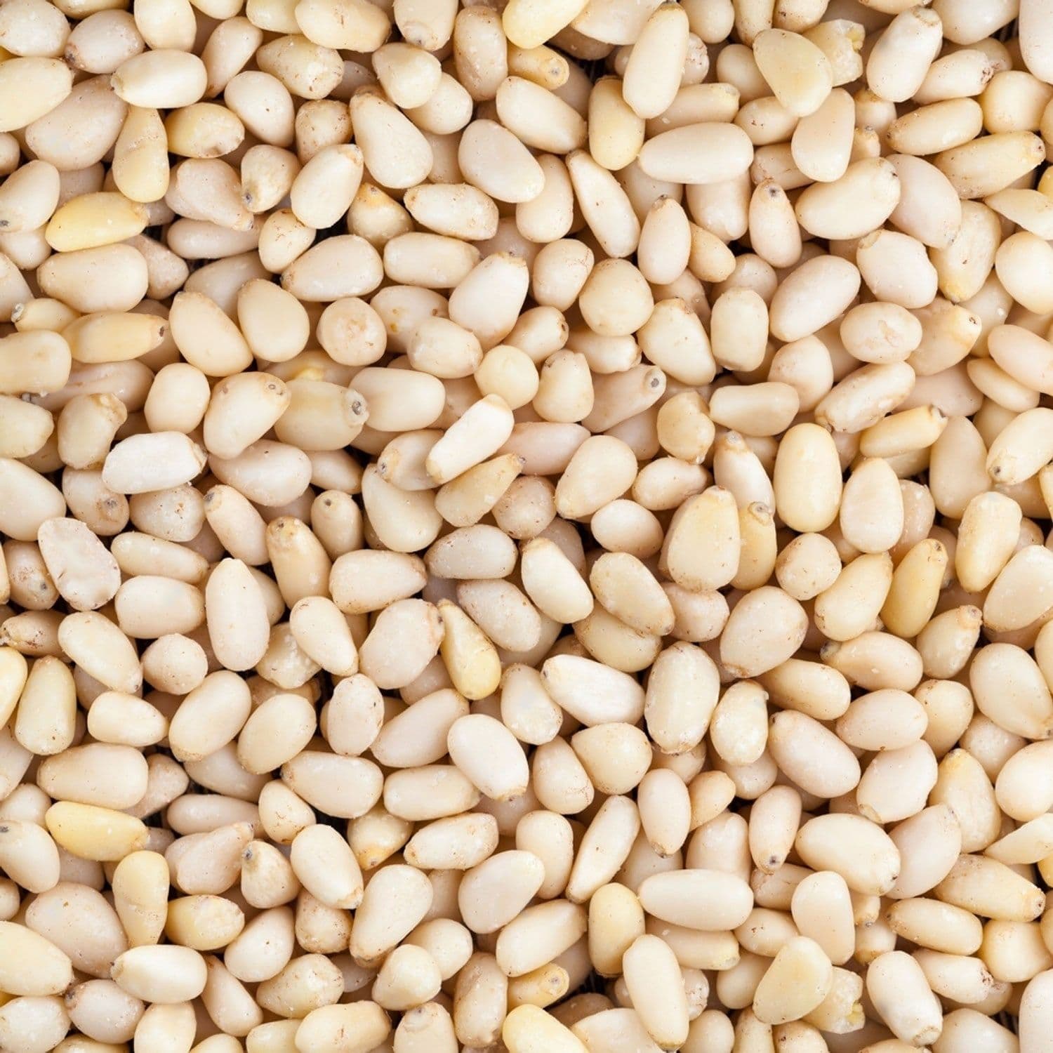 Pinoli Siberiani Sgusciati | Pacchetto da 3 Kg