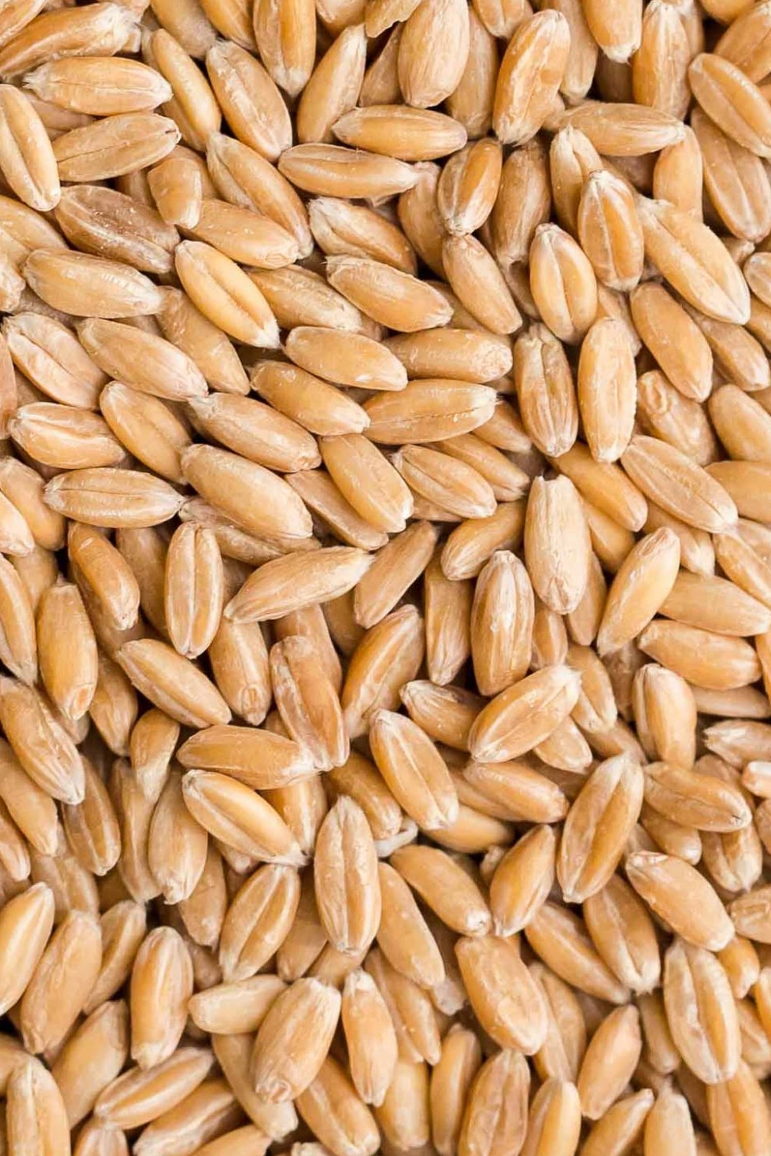 Farro in chicchi 500g