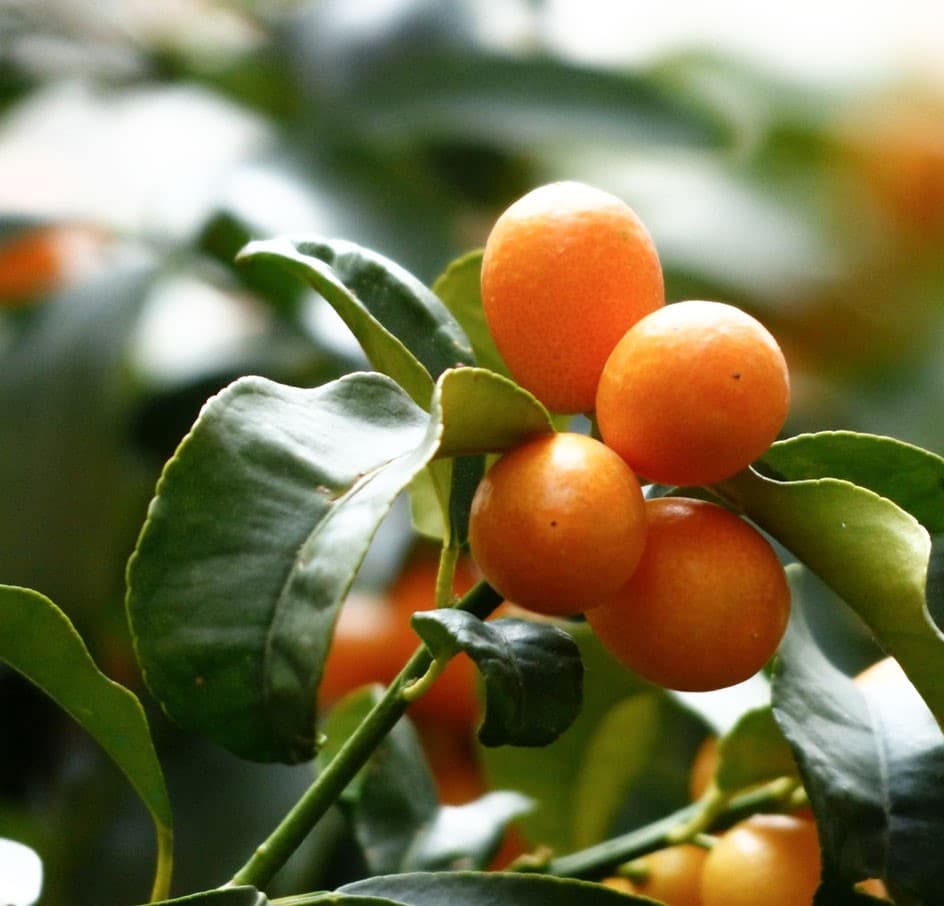 kumquats_2.jpg